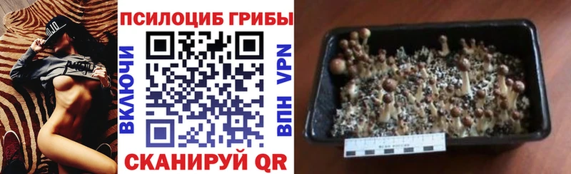 Псилоцибиновые грибы Psilocybine cubensis  Пушкино 